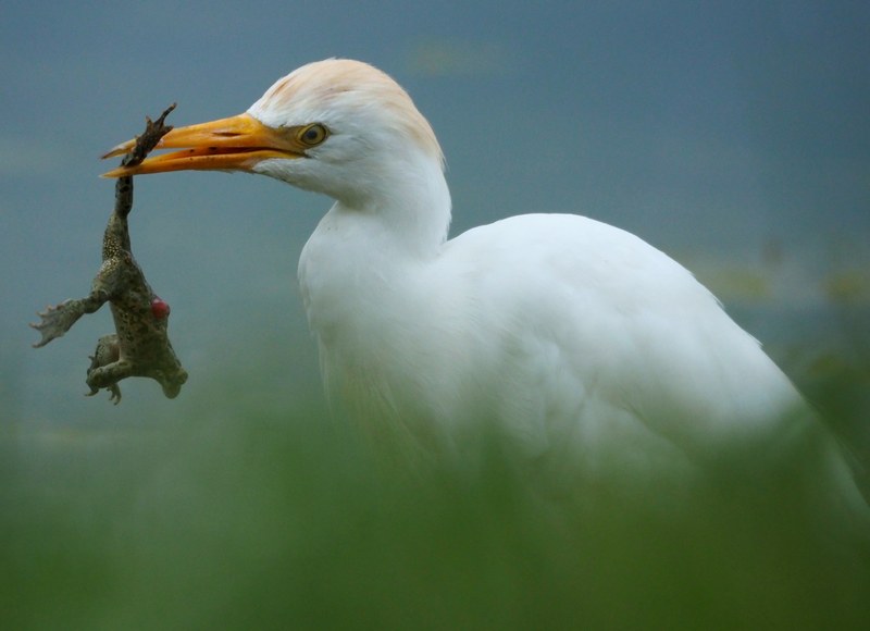 Guardabuoi (Bubulcus ibis )